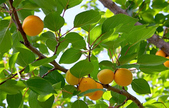 立夏吃個杏，到老沒有病